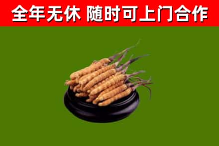 巴彦淖尔回收散虫草